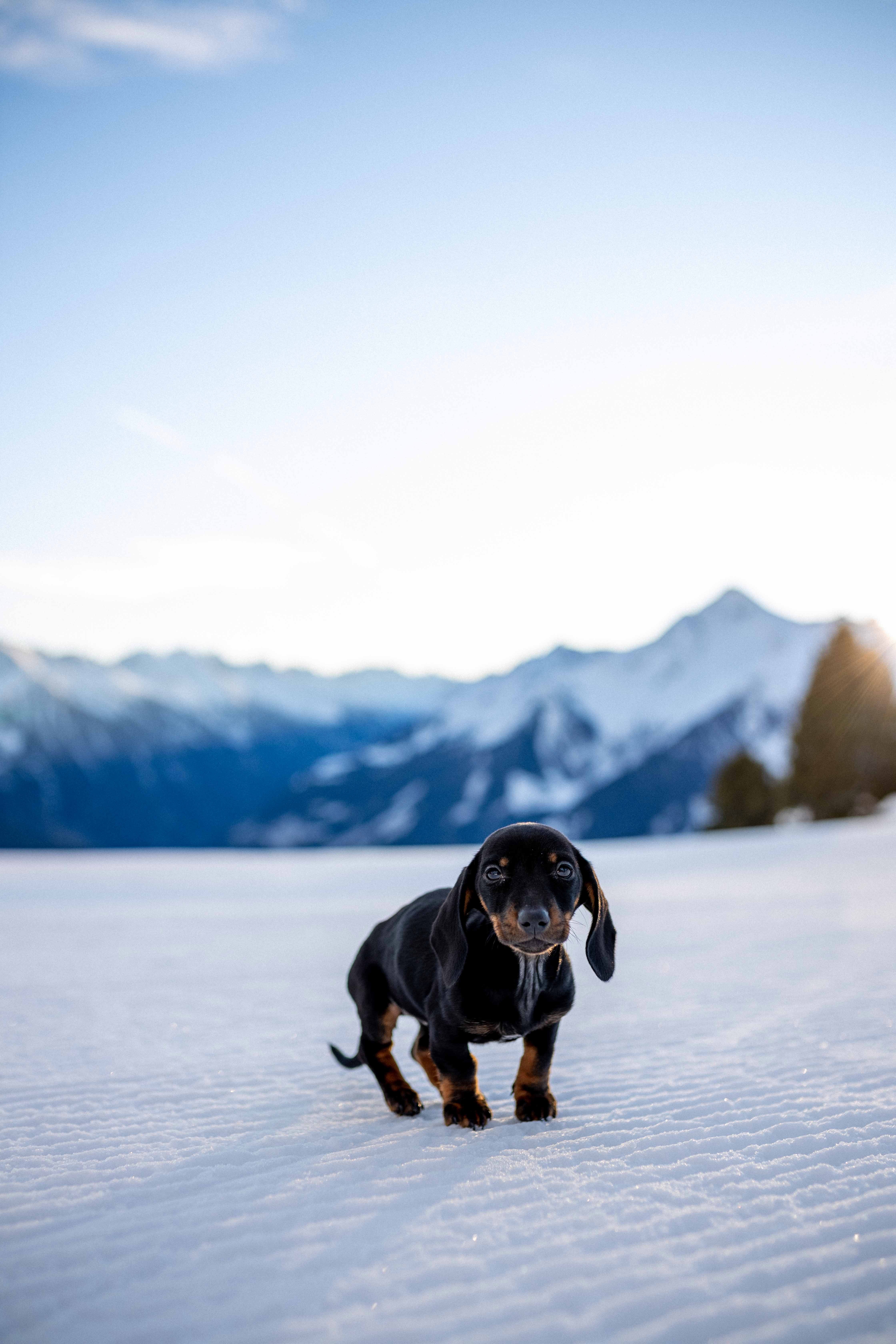 Portfoliobild (c)Alexander Krivda